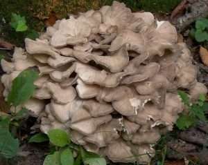 A large flush of grayish-brown mushrooms looking rather like a big pile of dead leaves for article on chicken of the woods.