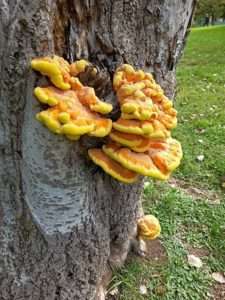 A cluster of bright yellow and orange shelf-shaped mushrooms with rounded, wavy edges grow out of the side of a tree with gray bark for article on chicken of the woods.