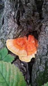 A shelf-shaped mushroom that is bright orange in the center and much paler orange on the edge grows out of the rough bark of a tree for article on chicken of the woods.