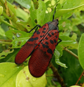 An insect that looks very much like a spotted lanternfly except it has red wing with black spots instead of tan wings, for article on how to identify spotted lanternflies.