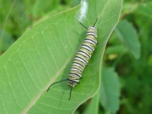 A fat caterpillar with yellow, white, and black stripes and two black antennae-like structures on each end, resting in the middle of a large green leaf for article on why insects need native plants.