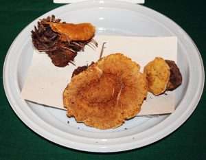 A mushroom similar to the above, but of a more orangeish-brown color, sitting on a white plate for article on chicken of the woods.