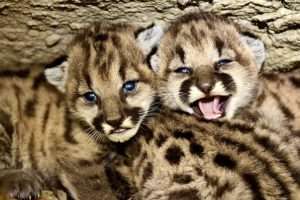 Two young mountain lion cubs with dark spots all over their tan fur and blue eyes looking at the camera for article on wildlife corridors