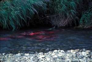 A group of about a dozen red-colored sockeye salmon spawn in a shallow stream full of gravel for article on wildlife corridors