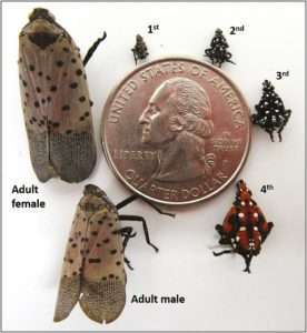 A U.S. quarter is surrounded by the corpses of dead lanternflies at various stages of life, from tiny black nymphs with white spots to adult female and male lanternflies for article on how to identify spotted lanternflies