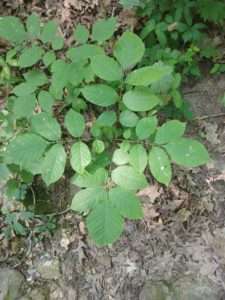 A short, young tree sapling with oval shaped green leaves that have pointed tips for article on why insects need native plants