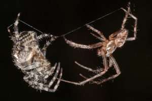 A reddish-brown and white spider on the right side of the picture carefully approaches a larger gray and brown spider huddled up on the left side against a black background for article on how to identify cross orbweaver spiders