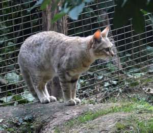 A gray cat with darker gray broken striped perches on a mound of dirt near a metal fence for outdoor cat article