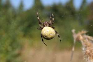 A large spider much like all the previous but with a more plain yellow-brown abdomen with four distinct spots. for article on how to identify cross orbweaver spiders.