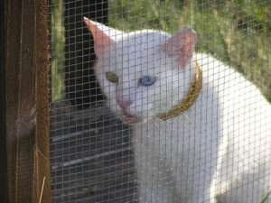 A white cat with one green eye, one blue eye, and a green collar looks intently at something from inside the safety of a wire catio for outdoor cat article