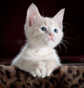 A small, pale orange and white kitten with blue eyes looks over the edge of a leopard-printed piece of furniture against a dark brown background for outdoor cat article