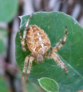 A large orange, rust, and white spider with a round abdomen sits on an oval-shaped green leaf for article on how to identify cross orbweaver spiders