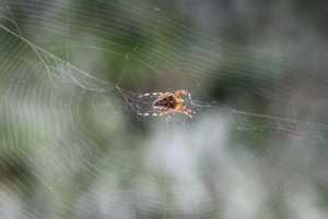 A large brown and orange spider sits in the center of a wheel-like web.