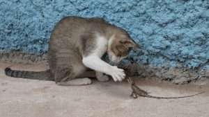 A gray tabby cat with a white muzzle, belly, and legs sits on a cement pad next to a stone wall and reaches out with claws to bat at a terrified lizard with its mouth open for outdoor cat article
