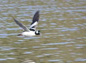 A duck with a bright white body, dark wings with white bands on them, and a black head with a prominent white patch flies over green-colored water for article on how to identify buffleheads