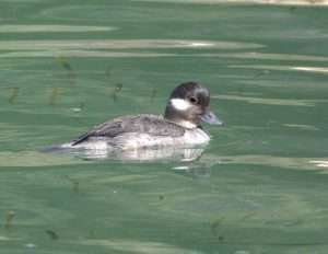 A gray-colored duck with a darker gray head and a white patch on the cheek swims on greenish-colored water with green aquatic plants visible nears the surface for article on how to identify buffleheads