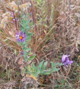 A plant with green, lance-shaped leaves and purple daisy-like flowers stands out against a dry brown field.