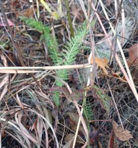 A small plant with green, feathery leaves sprouts out of ground covered in dry, brown vegetation.