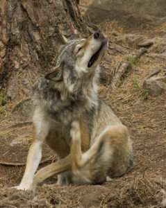 A brown wolf with back grizzling sits on the ground near a tree, scratching its neck with a hind leg for article on evil animals.
