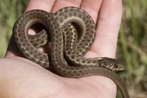 A light gray-brown garter snake with darker gray checker patterns on its body rests curled up in a person's hand for article on evil animals.