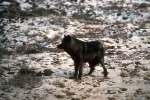 A black wolf stands on a snow-covered field, looking to the left of the picture, for article on existence value