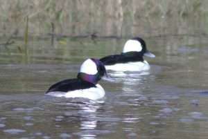 Two ducks with black heads and backs and white bellies, plus white patches on their heads, swim on a lake with dead vegetation in the background for article on how to identify buffleheads