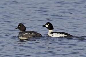 Two ducks similar to the previous ones, but the one on the left has no facial markings and the one on the right has a patch in front of instead of behind the eye, for article on how to identify buffleheads
