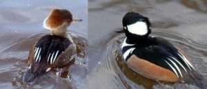 A pair of ducks, he one on the right having a plain reddish brown head and the one on the right having a black head with a very large white spot. Both have much larger crests of feathers on their heads than the buffleheads. For article on how to identify buffleheads.