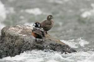 Two ducks standing on a gray rock in the middle of a rushing river; the one on the left has a black head with several white patches, and a gray and rust body, while the one on the right is grayish-brown with a couple of small white patches on the face, for article on how to identify buffleheads.