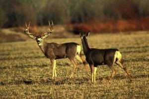 Two brown mule deer, one with very large antlers facing the camera, and one without antlers facing away, stand in a brown grassy field for article on evil animals.
