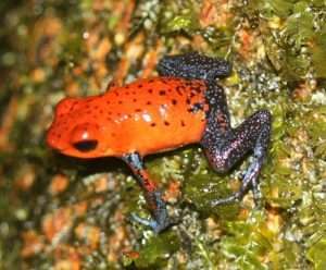 A strawberry poison dart frog with a bright red body and black legs with white speckles on a mossy rock for article on existence value