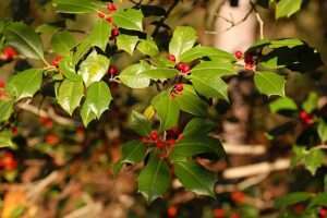A photo of a tree limb with medium green leaves that are oval shaped with little spikes around the edges, and clusters of red berries, with sunlight creating light and dark patches in the picture. For article on how to identify American holly.