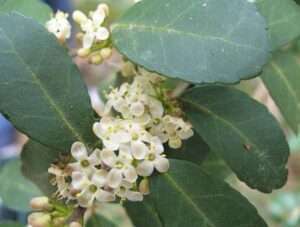 A close-up of a cluster of white flowers similar to those previously seen with four petals around a significantly smaller green center. They are surrounded by oval shaped leaves with gently scalloped edges. For article on how to identify American holly.