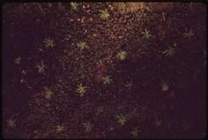 A bird's eye view of a couple dozen tiny green western hemlock seedlings growing out of a dark forest floor