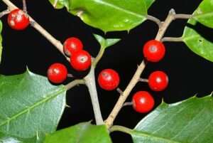 A close-up of several small bright red berries on gray twigs, with spiky green leaves around them against a black background. For article on how to identify American holly.