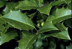 A close-up of a cluster of oval leaves with spiky edges and a green, waxy appearance. Hidden in the center are a few round, pale green berries. For article on how to identify American holly.