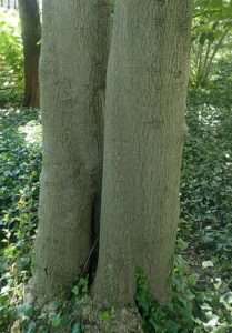 A photo of two very straight tree trunks right next to each other. They have pale gray bark with both vertical fissures, and finer horizontal lines, as well as various bumps and scars. The ground around them is covered in English ivy. For article on how to identify American holly.