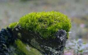 A gray rock covered in bright green moss and pale gray lichens for article on lithophytes