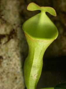 A close-up of a pitcher plant, looking like a light green tube with a wide mouth and a small cap above the opening for article on lithophytes