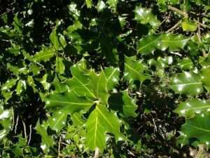A bunch of leaves similar to those already seen, but darker green and much glossier in appearance. For article on how to identify American holly.