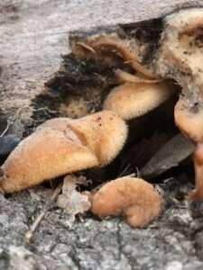 An orange mushroom with a fuzzy texture growing out of a dead log for article on how to identify late oyster mushrooms