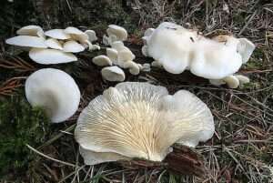 An array of mushrooms similar to late oyster mushrooms, but white in color and more fragile in appearance.