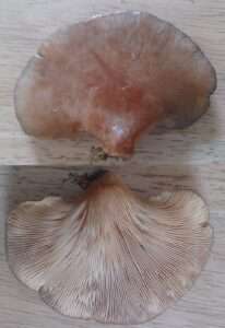 A photo of a pale orange-colored flat, round mushroom, showing both the top of the cap and then a picture of the gills below it for article on late oyster mushrooms