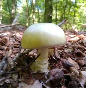 An umbrella-shaped white mushroom with a yellowish tiny grows out of a layer of dry, brown leaf litter in a forest for article on A.I. in Foraging