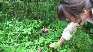 Botanist Carolyn Wells (USFWS) examines South Appalachian bog plants; image used in article on A.I. and foraging.