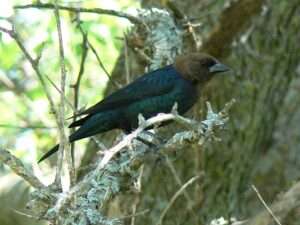 A picture of a dark blue-black bird with a brown head and a thick, cone-shaped black beak perched on a bare twig for an article "Are Cowsbirds Invasive?"