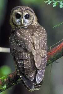 A brown owl with white spots and a round head with a pale face and dark eyes perches on a mossy branch and peers over its shoulder at the viewer.