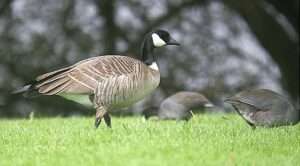 A photo of a goose with a gray brown body, black neck and head, and a white stripe that goes from the cheek to under the chin. It stands in a field of grass with more geese out of focus in the background for article on how to identify cackling geese.