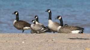 A photo of five geese, all with brown bodies, black heads and necks, and white chin straps. The ones on the outside of the group are larger than the two in the center. For article on how to identify cackling geese.