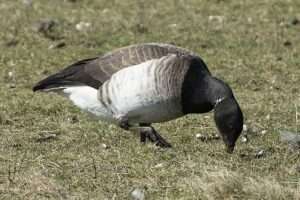 A goose with a gray body and white belly, black head and neck, and a small bit of white at the throat, grazing on green grass, for article on how to identify cackling geese.